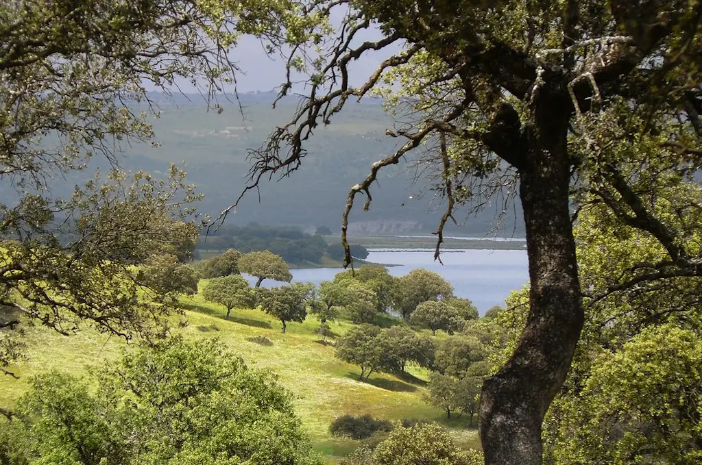 Monte de El Pardo 