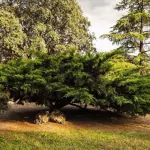 Terreno Boadilla Monte